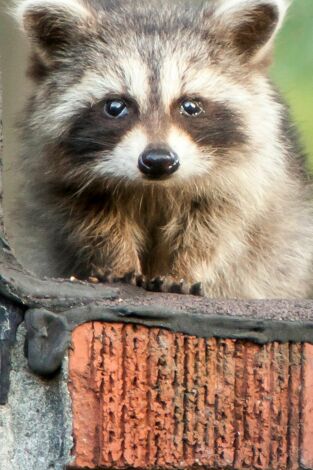 Misterios de la naturaleza. Misterios de la...: ¡Un mapache trepa 25 pisos!