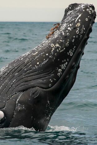 Misterios de la naturaleza, Season 1. Misterios de la...: Secuestrado por una ballena