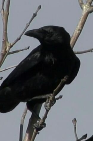 Misterios de la naturaleza, Season 1. Misterios de la...: La escena del crimen de los cuervos