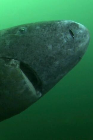 Misterios de la naturaleza. T(T1). Misterios de la... (T1): El tiburón de 500 años
