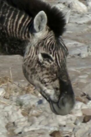 Misterios de la naturaleza. T(T1). Misterios de la... (T1): La cebra sin manchas