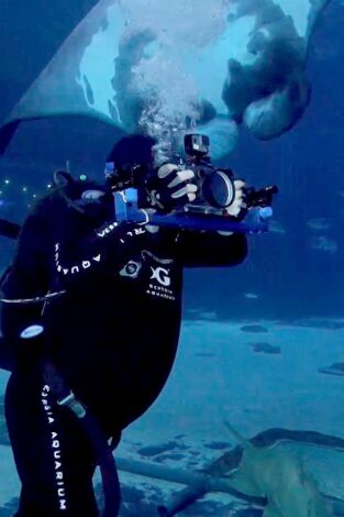The Aquarium. T(T2). The Aquarium (T2): La gran aventura de Bacon y Tomate