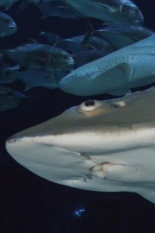The Aquarium. T(T2). The Aquarium (T2): Sorpresa de Big Momma