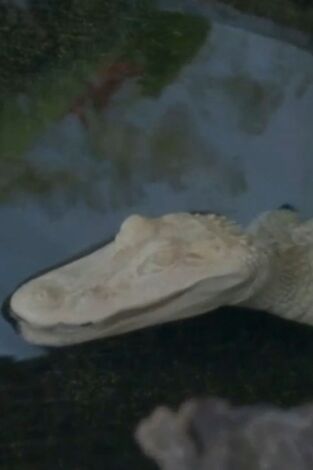 The Aquarium. T(T2). The Aquarium (T2): Cocodrilos fantasmas