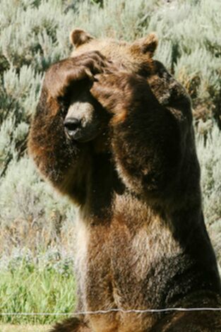 Man Vs Bear. T(T1). Man Vs Bear (T1): Instinto básico