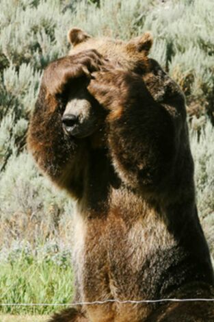 Man Vs Bear. Man Vs Bear: Instinto básico