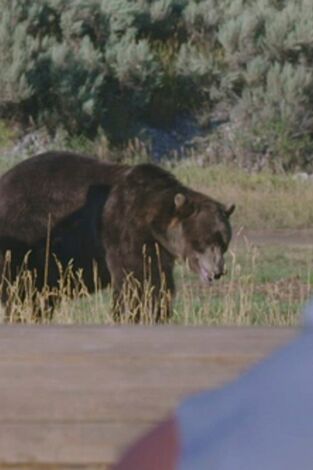 Man Vs Bear. Man Vs Bear: Enfrentamiento final sobrehumano