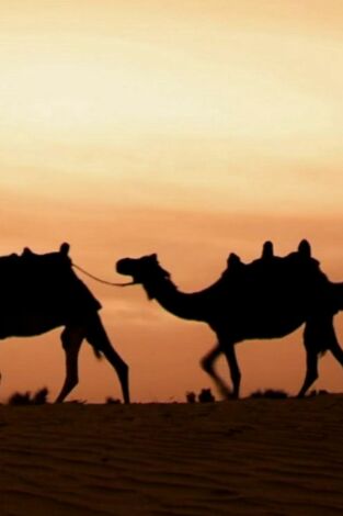 ¿Cómo lo hacen? Mundo animal, Season 2. ¿Cómo lo hacen? Mundo...: Hámsters atrevidos y jorobas de camellos