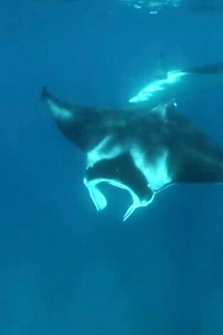 The Irwins. T(T1). The Irwins (T1): Nadando con mantas