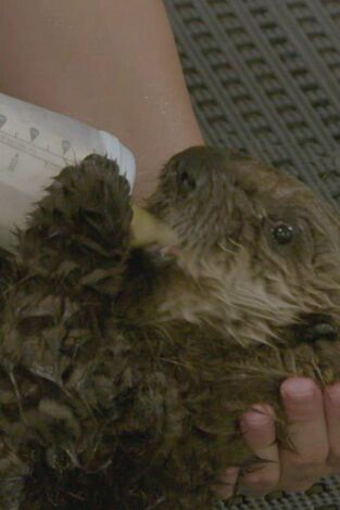 The Aquarium. T(T1). The Aquarium (T1): Rescate de una nutria bebe´