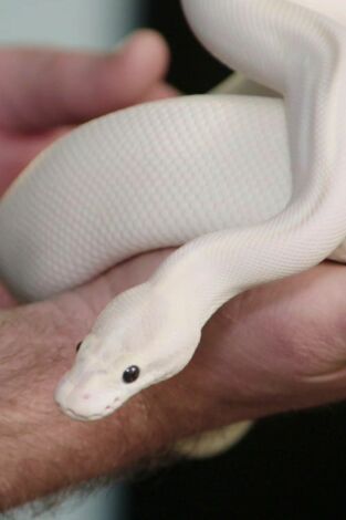 Terrarios XXL. T(T1). Terrarios XXL (T1): La princesa y la serpiente pitón