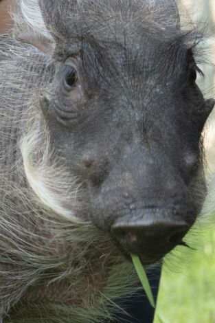 El zoo del Bronx. T(T3). El zoo del Bronx (T3): Un jabalí verrugoso llamado "Peaches"
