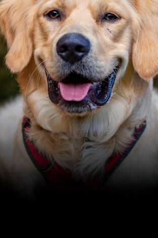The Dog House. T(T3). The Dog House (T3): Ep.8