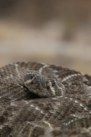 República Reptil. República Reptil: El reino de la serpiente cascabel