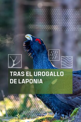 Tras el urogallo de Laponia