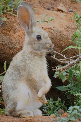 A fondo. A fondo: La paradoja del conejo