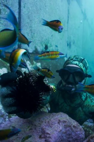 Apnea con David Ochoa. T(T1). Apnea con David... (T1): Portugal, Azores y Cabo Verde