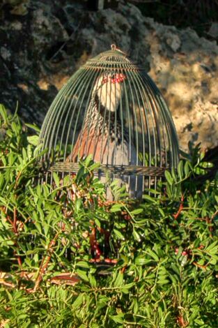 Islas con tradición. T(T1). Islas con tradición (T1): Menorca, pasión por el reclamo a lazo