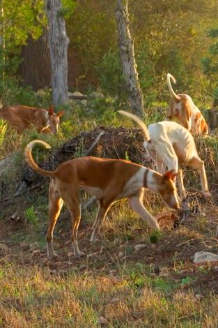 Islas con tradición. T(T1). Islas con tradición (T1): Pasión por el perro Ibicenco