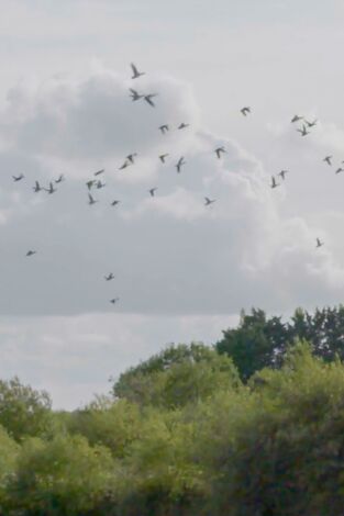 Wild hunting. T(T1). Wild hunting (T1): Acuáticas & Muntjacs