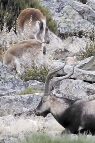 Wild hunting. T(T2). Wild hunting (T2): Gredos ejemplo de gestión