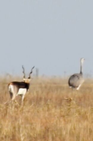Wild hunting. T(T4). Wild hunting (T4): Argentina antílope negro y búfalo de agua