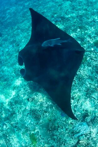 Súper Mario Boss. T(T2). Súper Mario Boss (T2): Ep.4