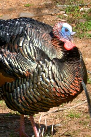 Súper Mario Boss. T(T2). Súper Mario Boss (T2): Ep.8