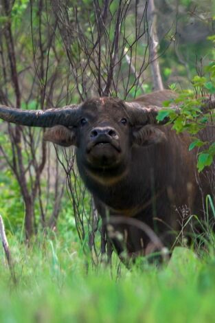 Súper Mario Boss. T(T1). Súper Mario Boss (T1): Búfalos de agua en Australia