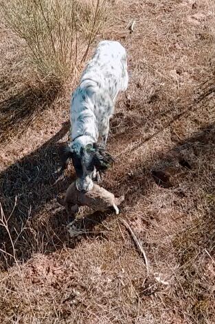 Locos por el 20. T(T2). Locos por el 20 (T2): Conejos con setter inglés