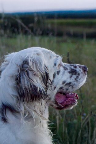 Locos por el 20. T(T1). Locos por el 20 (T1): Pardillas en tierras del Loira