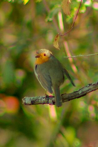 Especies. T(T3). Especies (T3): Petirrojo