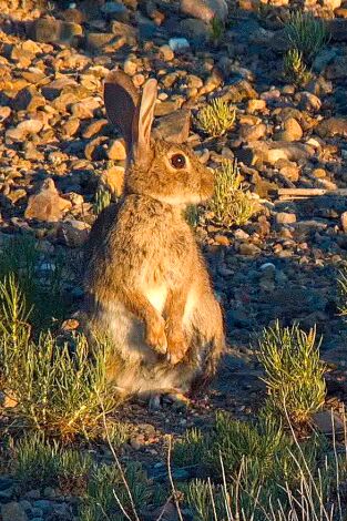 Especies. T(T3). Especies (T3): Conejo europeo