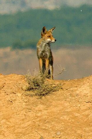 Especies. T(T3). Especies (T3): Zorro