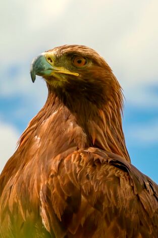 Especies. T(T3). Especies (T3): Águila real