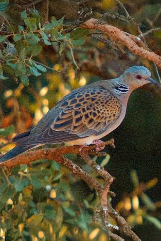 Especies. T(T3). Especies (T3): Tórtola europea