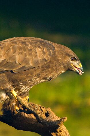 Especies. T(T3). Especies (T3): Busardo ratonero