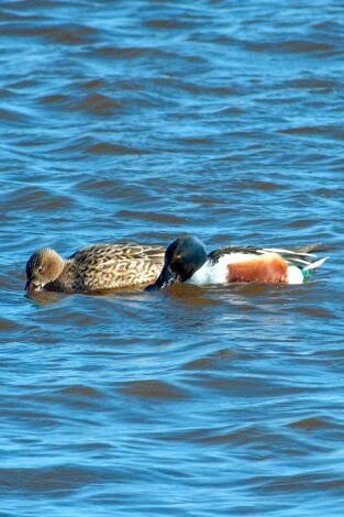 Especies. T(T3). Especies (T3): Cuchara común