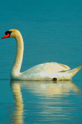 Especies. T(T3). Especies (T3): Cisne vulgar