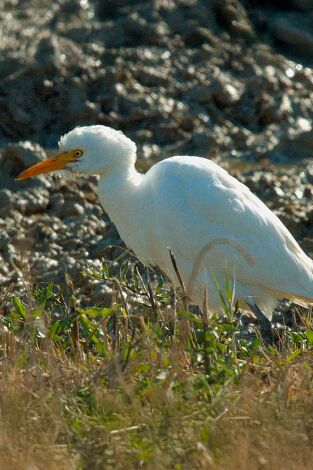 Especies. T(T3). Especies (T3): Garcilla bueyera