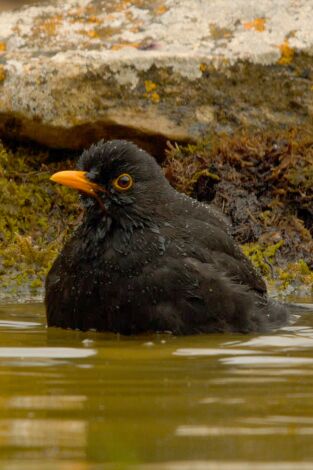 Especies. T(T3). Especies (T3): Mirlo común