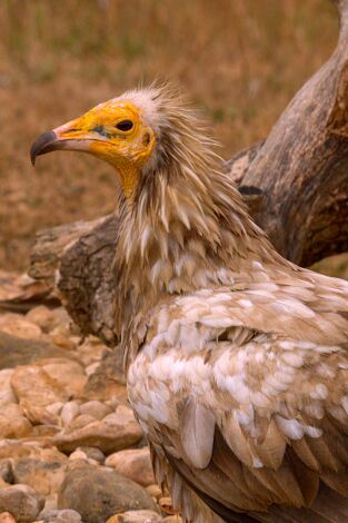 Especies. T(T3). Especies (T3): Alimoche