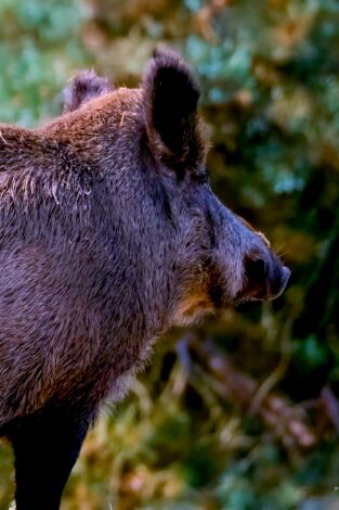 Especies. T(T3). Especies (T3): Jabalí