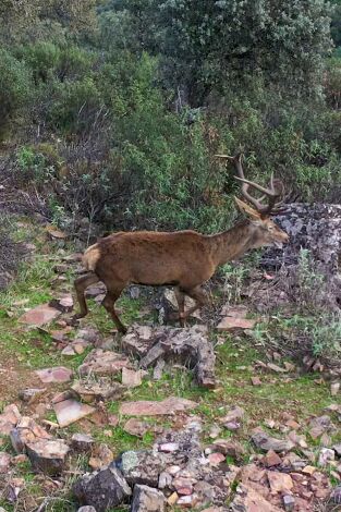 De montería. T(T9). De montería (T9): Ep.4