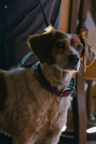 De montería. T(T9). De montería (T9): Ep.6