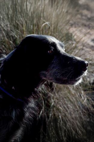 La caza con Karla. T(T1). La caza con Karla (T1): San Huberto