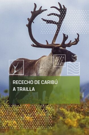 Rececho de caribú a traílla