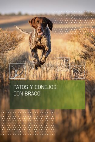 Patos y conejos con braco