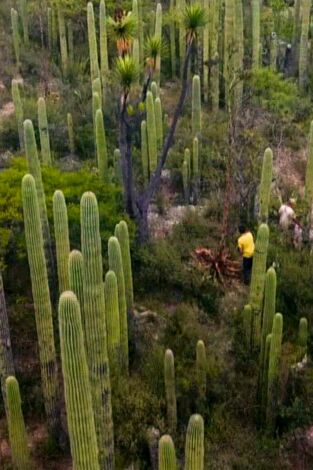 Dúo de supervivientes: México y Colombia. T(T2). Dúo de... (T2): Tehuacán