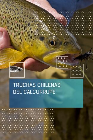 Truchas chilenas del Calcurrupe